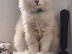 Persian Cat