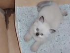 Persion kitties