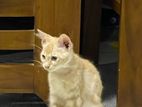 Persion Orange Eyes Cat