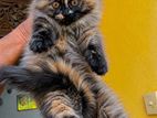Persian Kitten