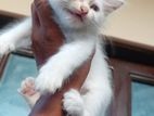 Persian Cat