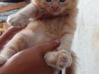 Persian Cat