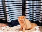 Persian cat