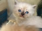 Persiyan Cat
