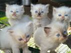 Persian Cat