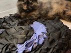 Persian Cat