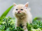 Persian cat