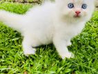 Persian Cat