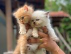 Persiyan Cat