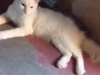 Persian Cat