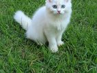 Persiyan Cat