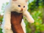 Persian Cat