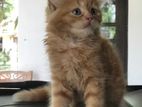 Persiyan Cat