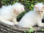 Persian Kitten