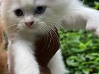 Persian Kitten