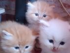 Persian Kittens