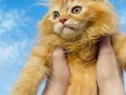 Persian Cat
