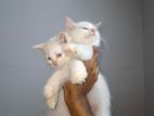 Persian Kittens