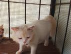 Persian Cat