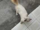 Person Cat