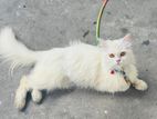 Persian Cat