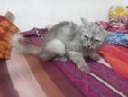Persian Female Cat