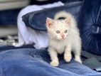 Persian Kitten