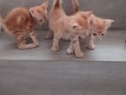 Persian Mixed Cat for Kind Home