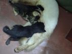 Himalayan Cat with Kittens