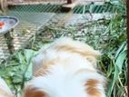 Peruvian Guinea Pigs