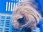 Long Haired Guinea Pig