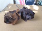 Peruvian Long Hair Guinea Pig Pair