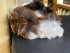 Peruvian Long Hair Guinea Pigs