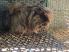 Peruvian Long Hair Guinea Pigs