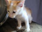 Cat for Kind Home