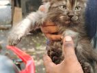 Persian Cat