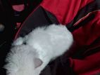 Pesian Cat