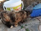 pesiyan cat femele