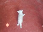Persian Kitten