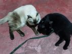 Persian Cats