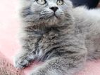 Persian Cat