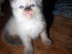 Persian Kitten