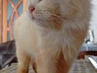 Persian Cat