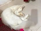 Persian Cat