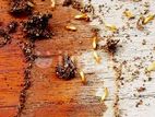 Pest Control Service