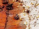Pest Control Service