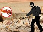 Pest Control Service - Ratmalana