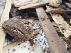 Pest Control (Termite Control)