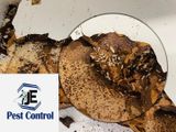 Pest Control (Termite Control)