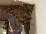 Pest control( termite )